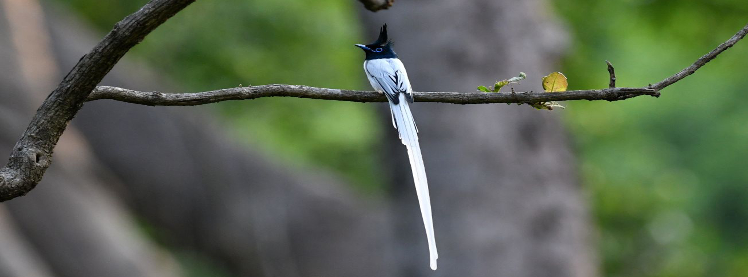 Pawalgarh Conservation Reserve Safari Zone